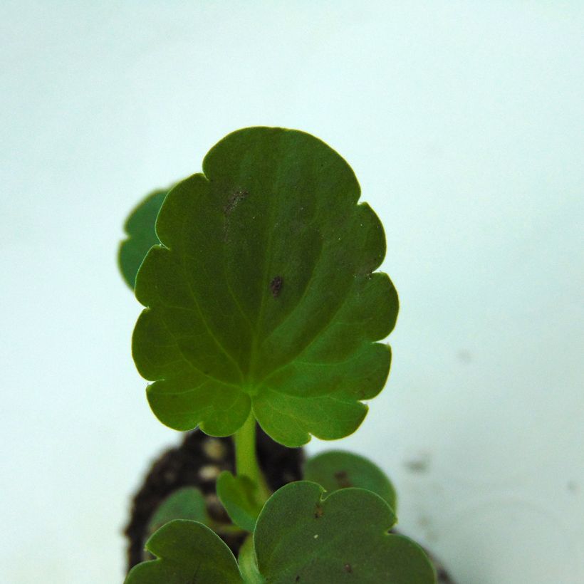 Viola hybrida Inspire F1 Orange with Blotch - Violeta hibrida (Follaje)