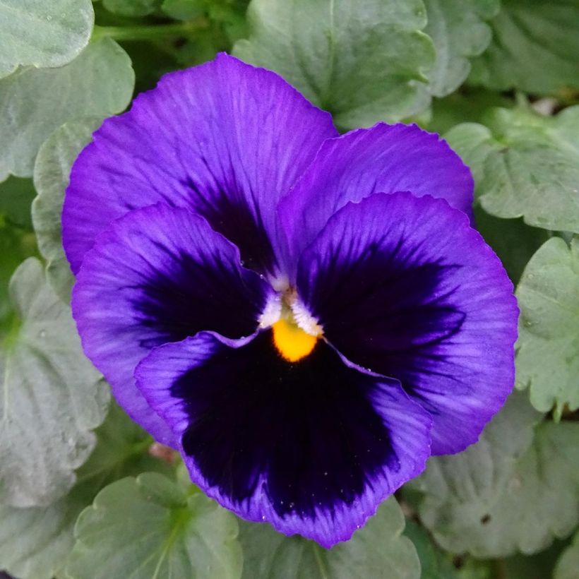 Viola F1 Carrera Blue With Blotch - Violeta (Floración)