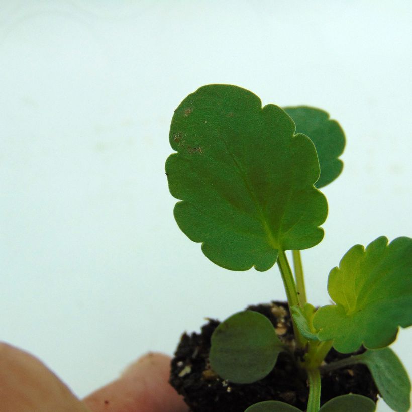 Viola hybrida Matrix F1 Yellow Blotch - Violeta hibrida (Follaje)