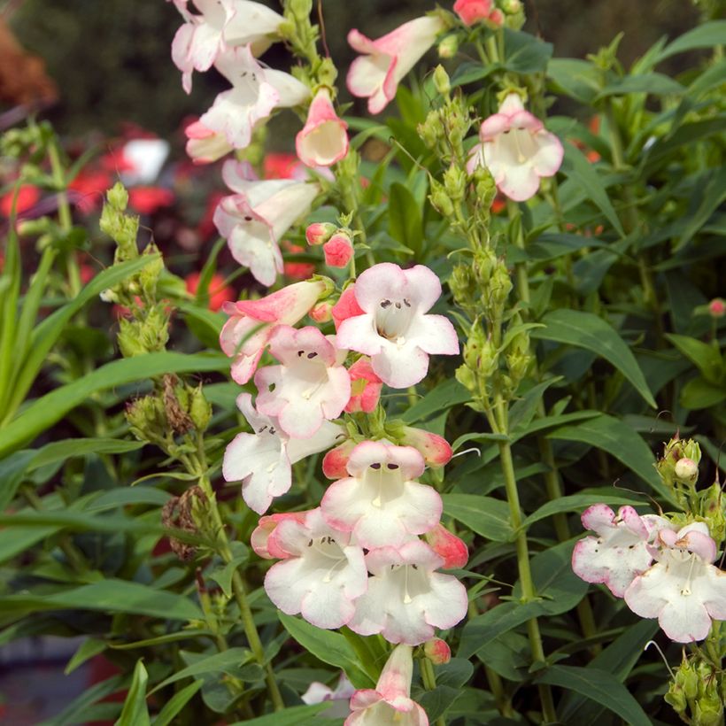 Penstemon Apple Blossom (Floración)