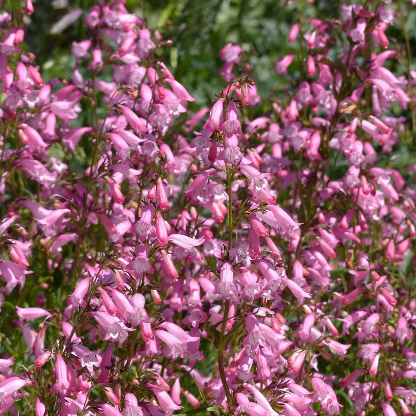 Penstemon Evelyn (Floración)