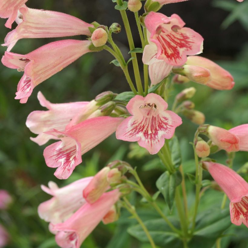 Penstemon Hewell Pink Bedder (Floración)