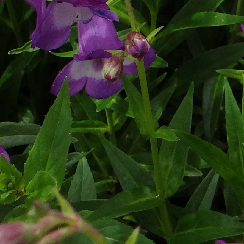 Penstemon Pensham Czar (Follaje)