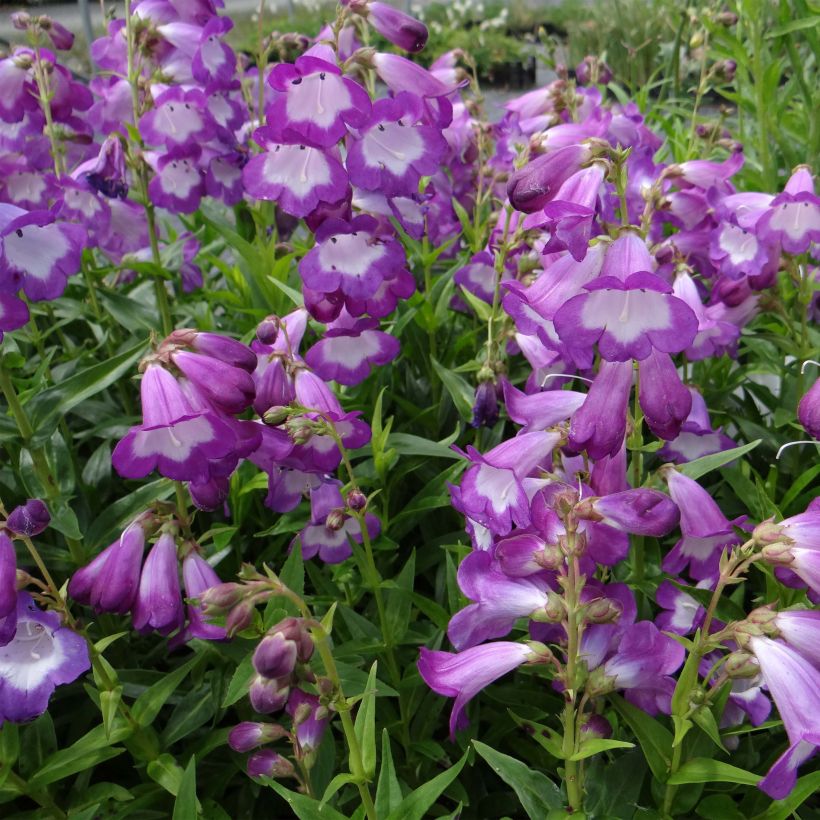 Penstemon Pensham Czar (Floración)