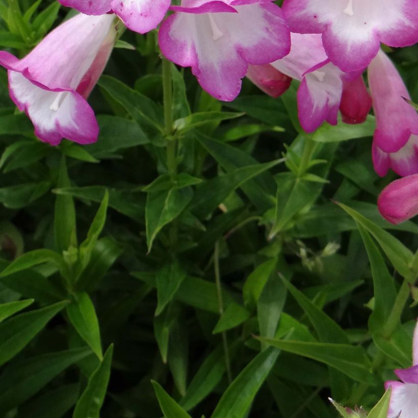 Penstemon Pensham Laura (Follaje)