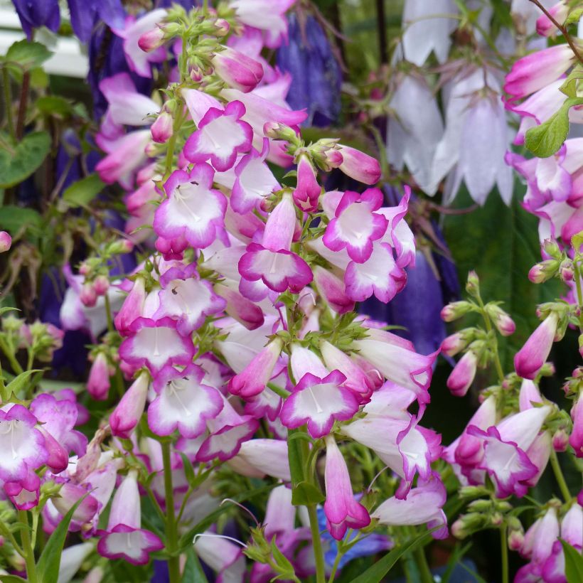 Penstemon Pensham Laura (Floración)