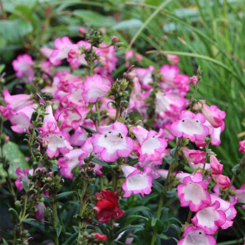 Penstemon Polaris Rose (Floración)