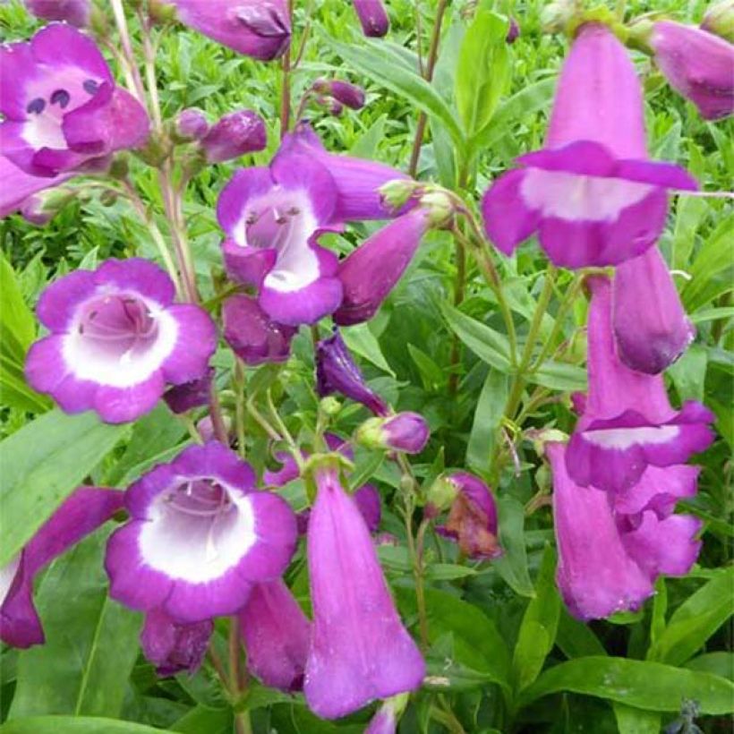 Penstemon Purple Passion (Floración)