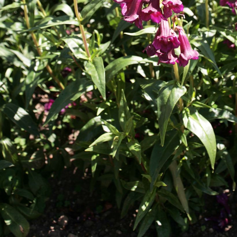 Penstemon Raven (Follaje)