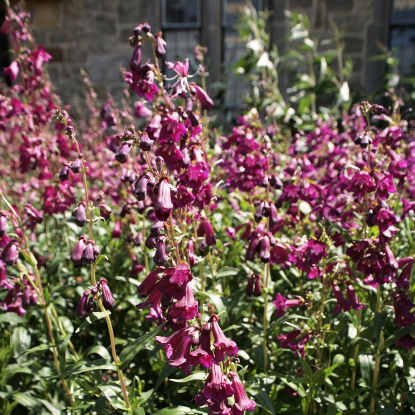 Penstemon Raven (Floración)