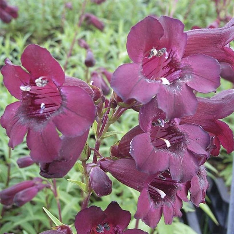 Penstemon Rich Ruby (Floración)