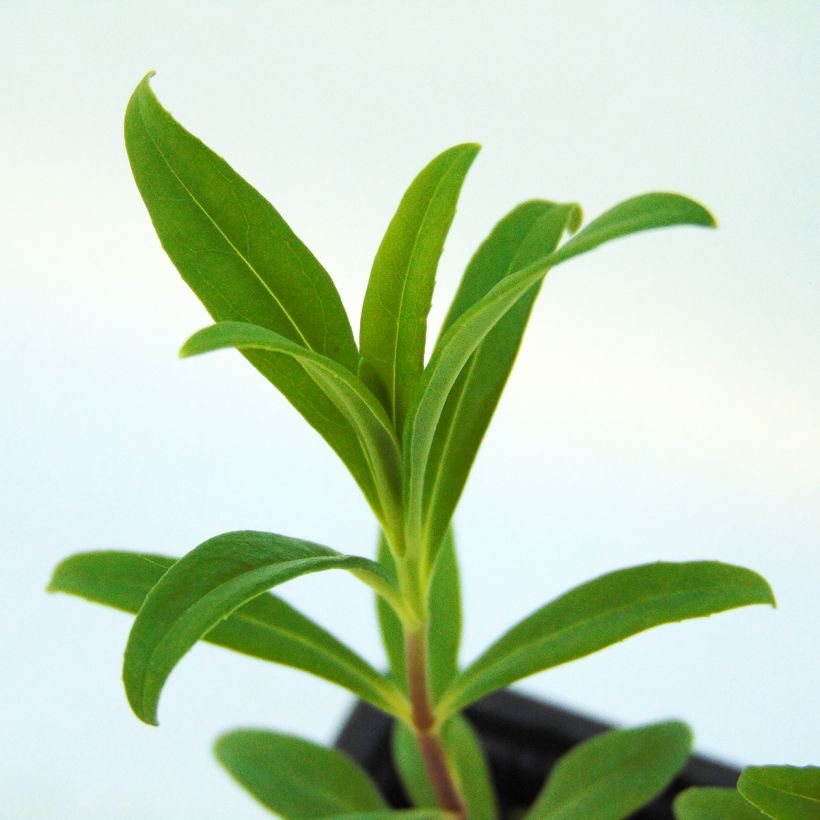 Penstemon Rich Ruby (Follaje)