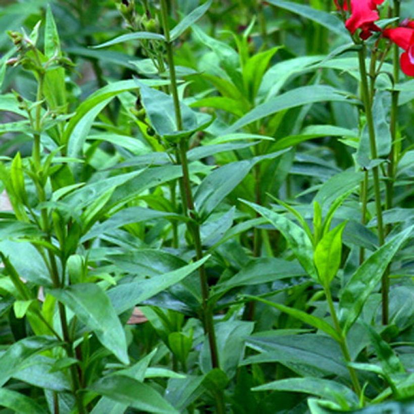 Penstemon Rubicundus (Follaje)