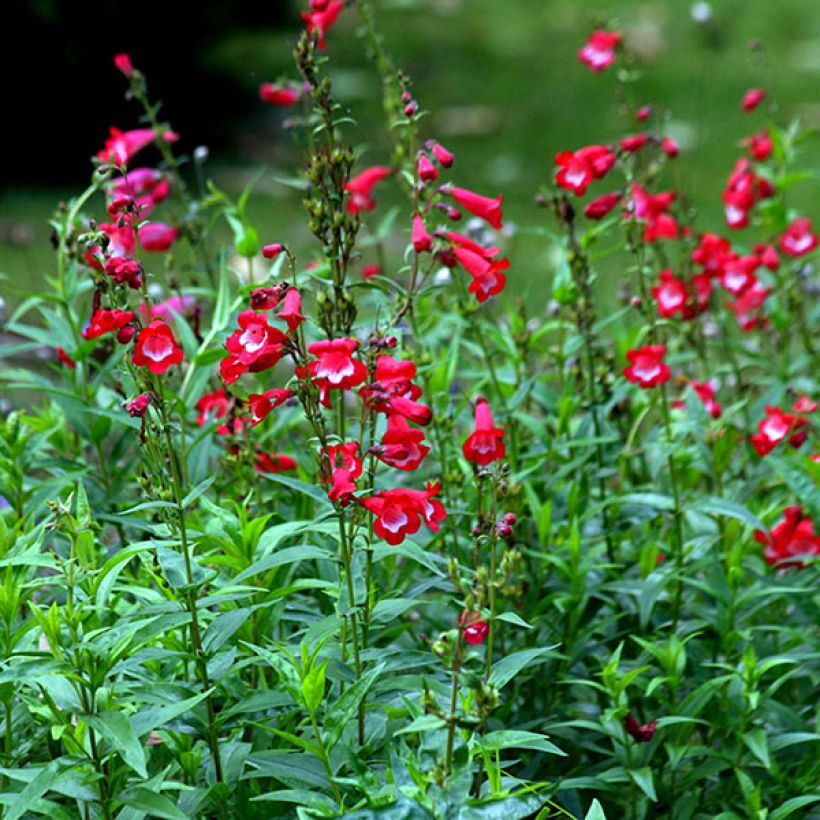 Penstemon Rubicundus (Floración)