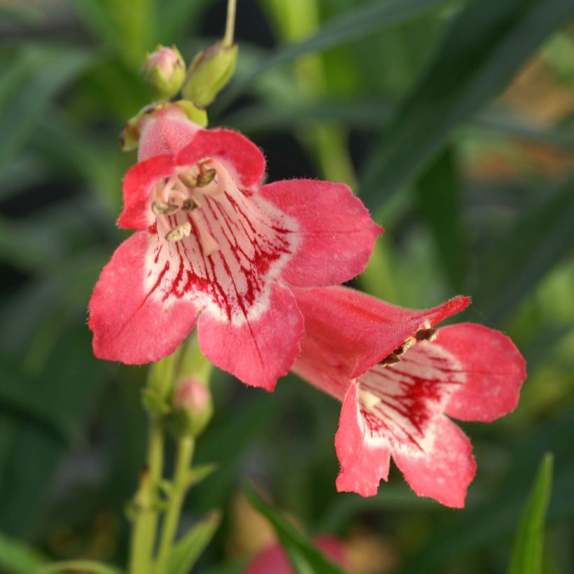 Penstemon Souvenir d'Adrien Régnier (Floración)