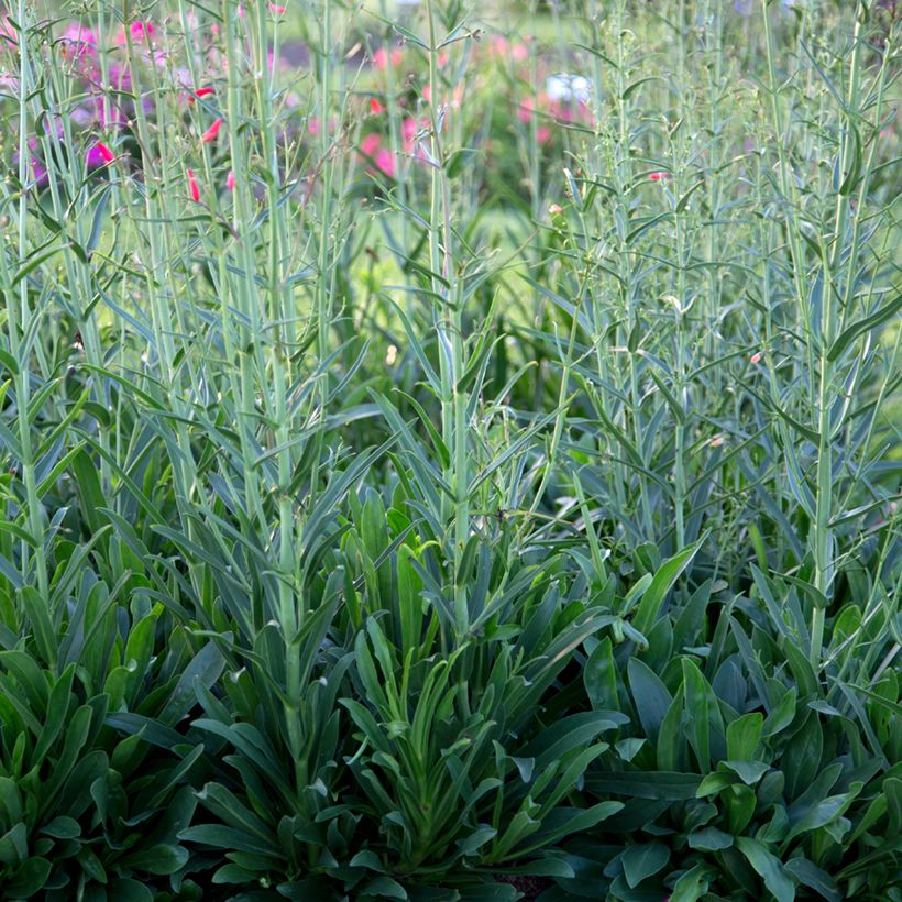 Penstemon barbatus Coccineus - Muicle (Follaje)