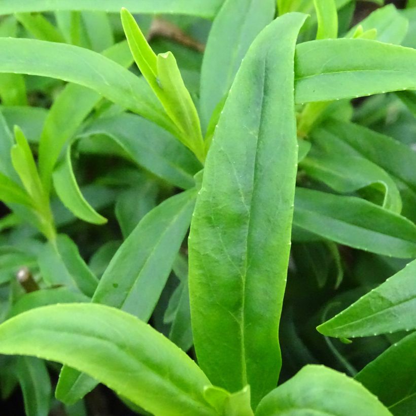 Penstemon Alice Hindley (Follaje)