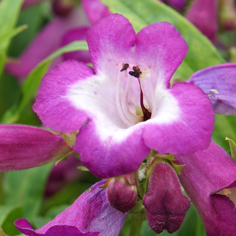 Penstemon Countess of Dalkeith (Floración)