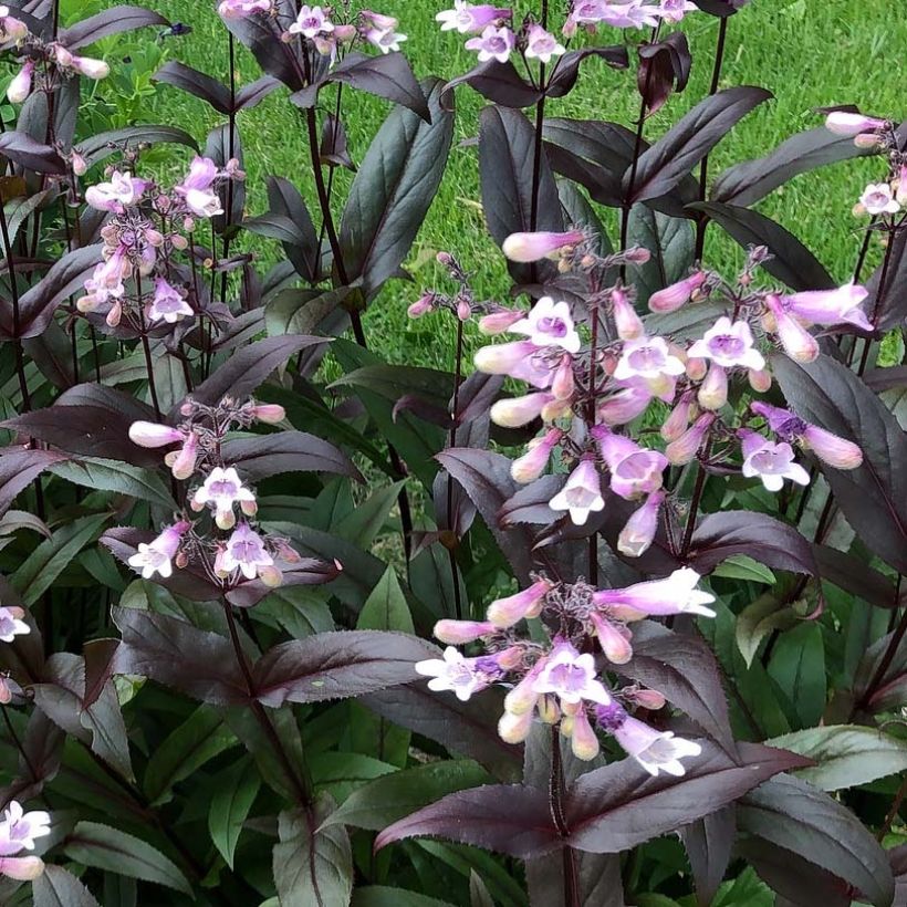 Penstemon digitalis Dark Towers - Lengua de barba (Floración)