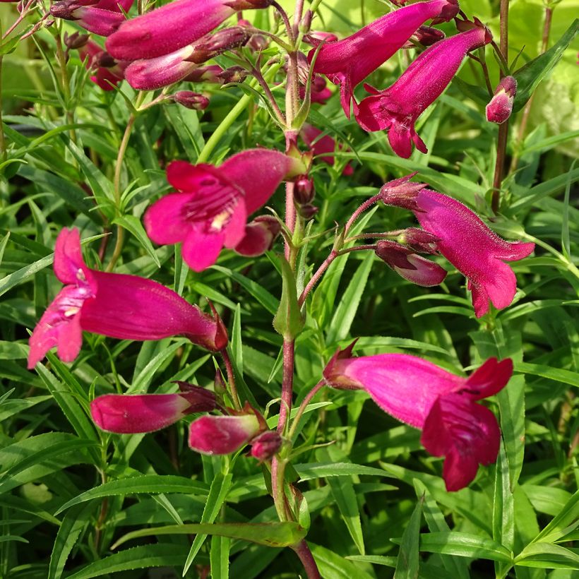 Penstemon Garnet (Floración)