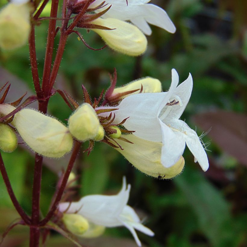 Penstemon digitalis Husker Red - Lengua de barba (Floración)