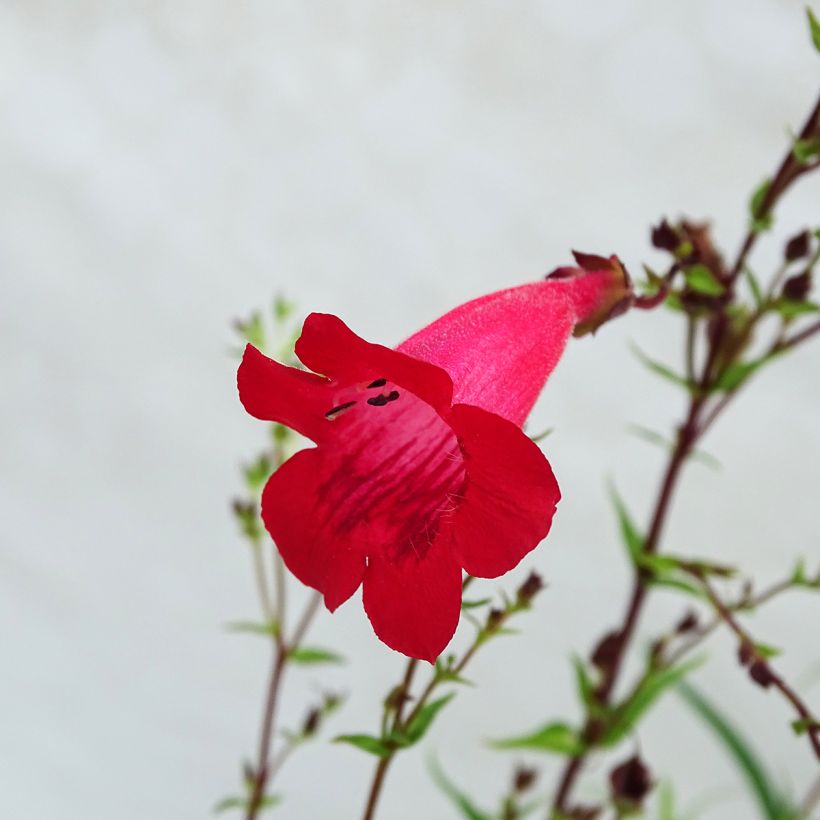 Penstemon Schoenholzeri (Floración)