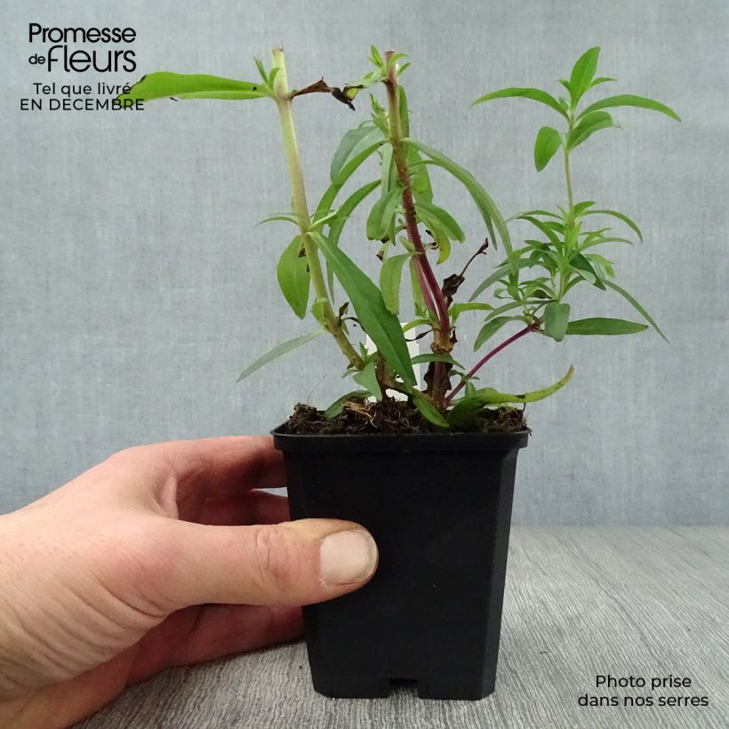 Penstemon hybride Sour Grapes - Galane Godet de 9cm Ejemplar entregado en invierno