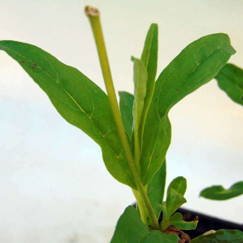 Penstemon White Bedder (Follaje)