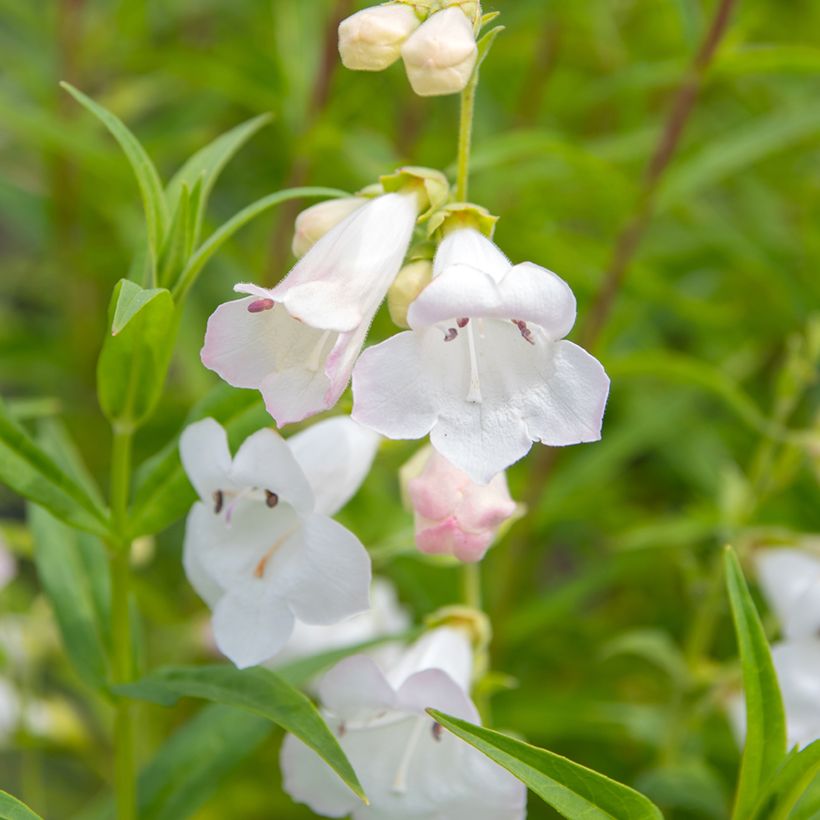 Penstemon White Bedder (Floración)