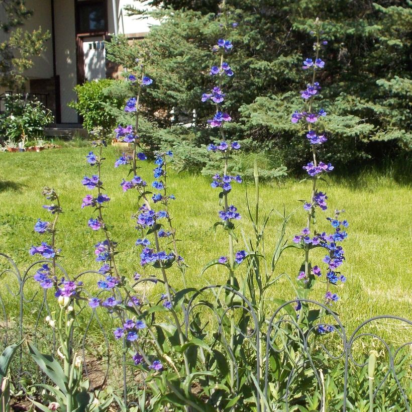 Penstemon mensarum (Porte)