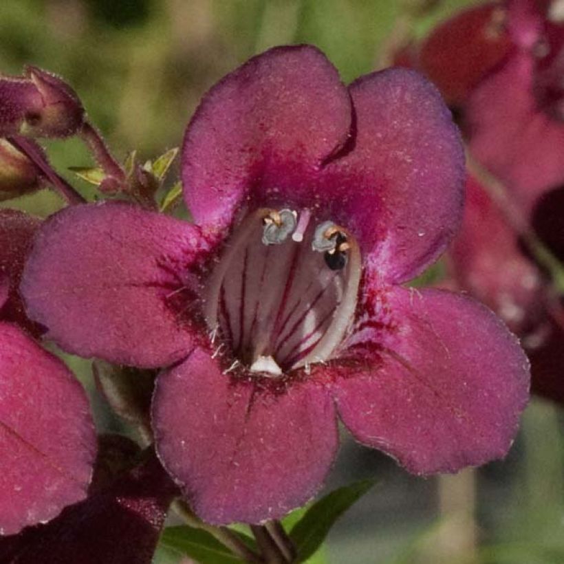 Penstemon Blackbird (Floración)