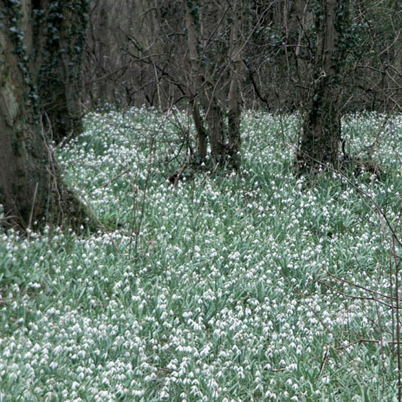 Galanthus elwesii - Campanilla de invierno (Porte)