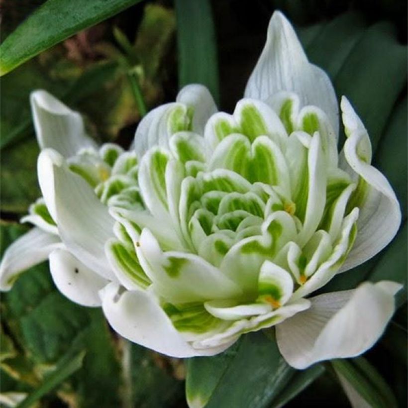 Galanthus nivalis Flore Pleno - Campanilla de invierno (Floración)