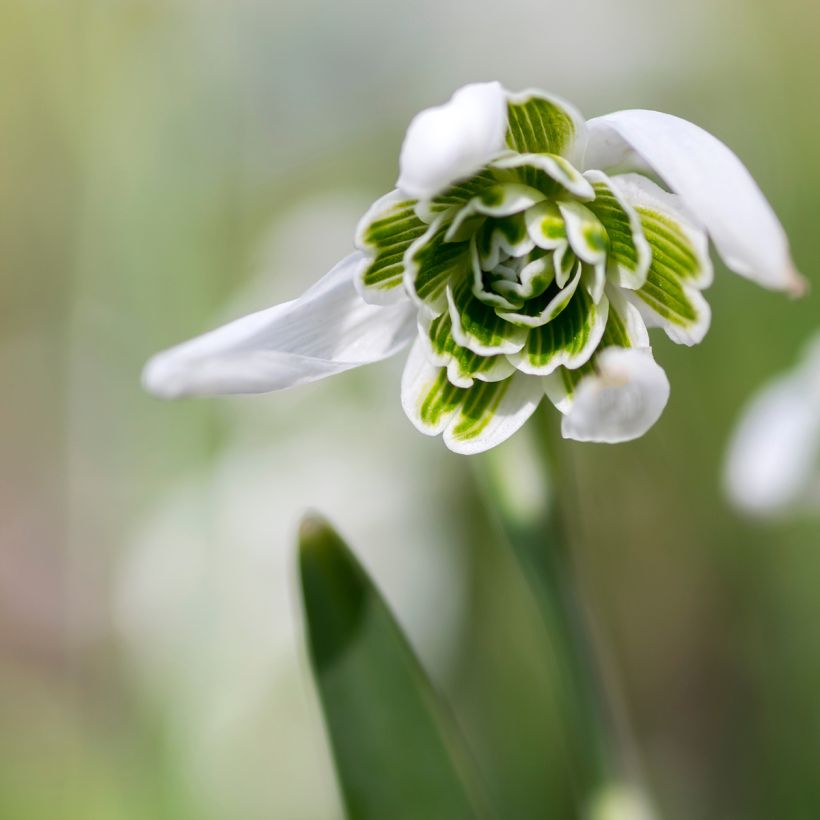 Galanthus nivalis Dionysus - Campanilla de invierno (Floración)