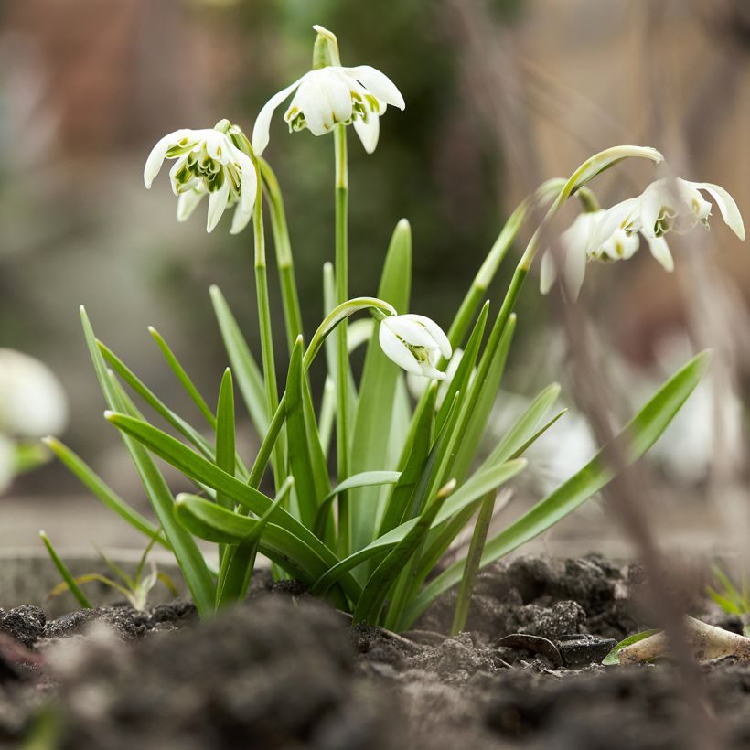 Galanthus nivalis Dionysus - Campanilla de invierno (Porte)