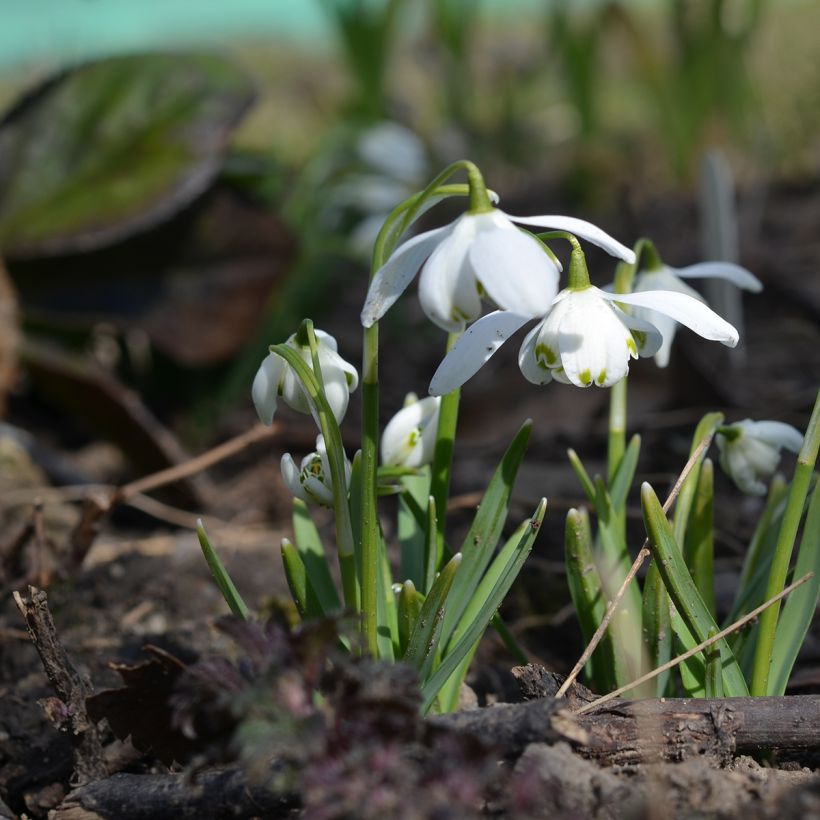 Galanthus nivalis Flore Pleno - Campanilla de invierno (Porte)