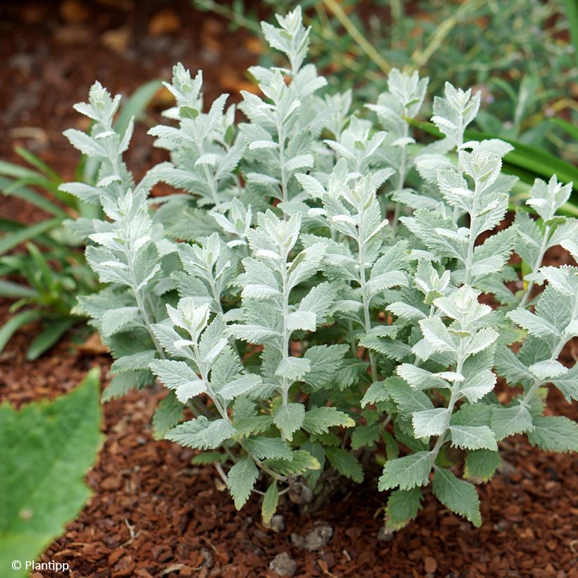 Salvia rusa Silvery Blue - Perovskia atriplicifolia (Porte)