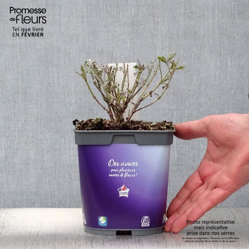 Perovskia atriplicifolia Blue Steel - Sauge russe en pot de 2/3 L Ejemplar entregado en invierno