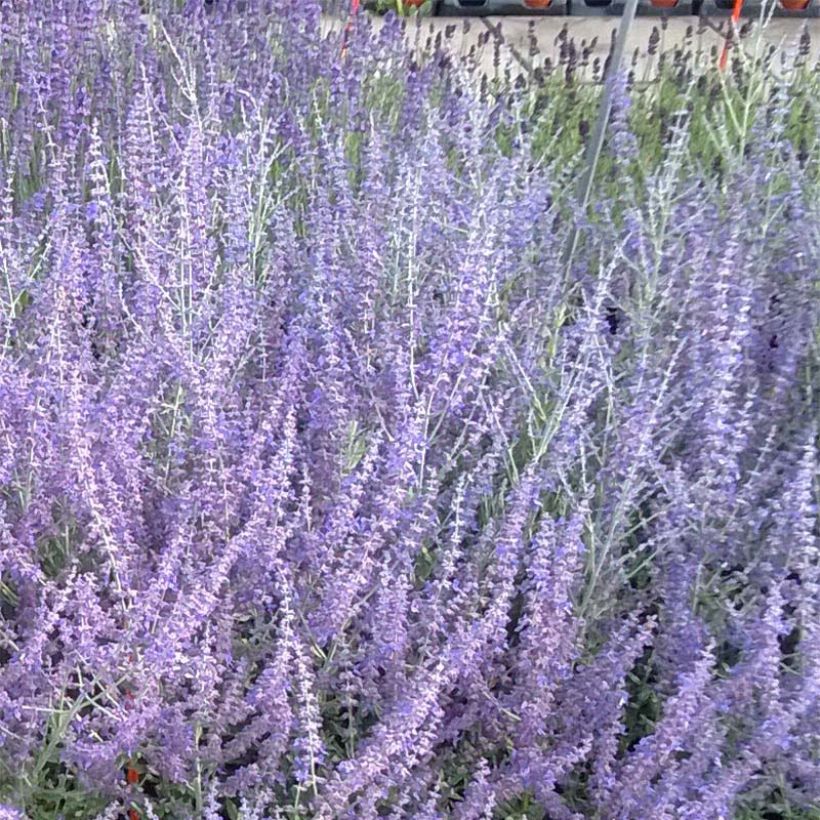 Salvia rusa Blue Steel - Perovskia atriplicifolia (Floración)