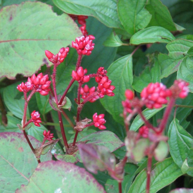 Persicaria Indian Summer (Floración)