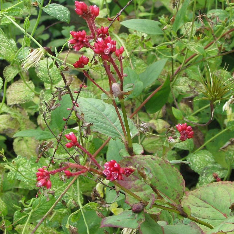 Persicaria Indian Summer (Porte)