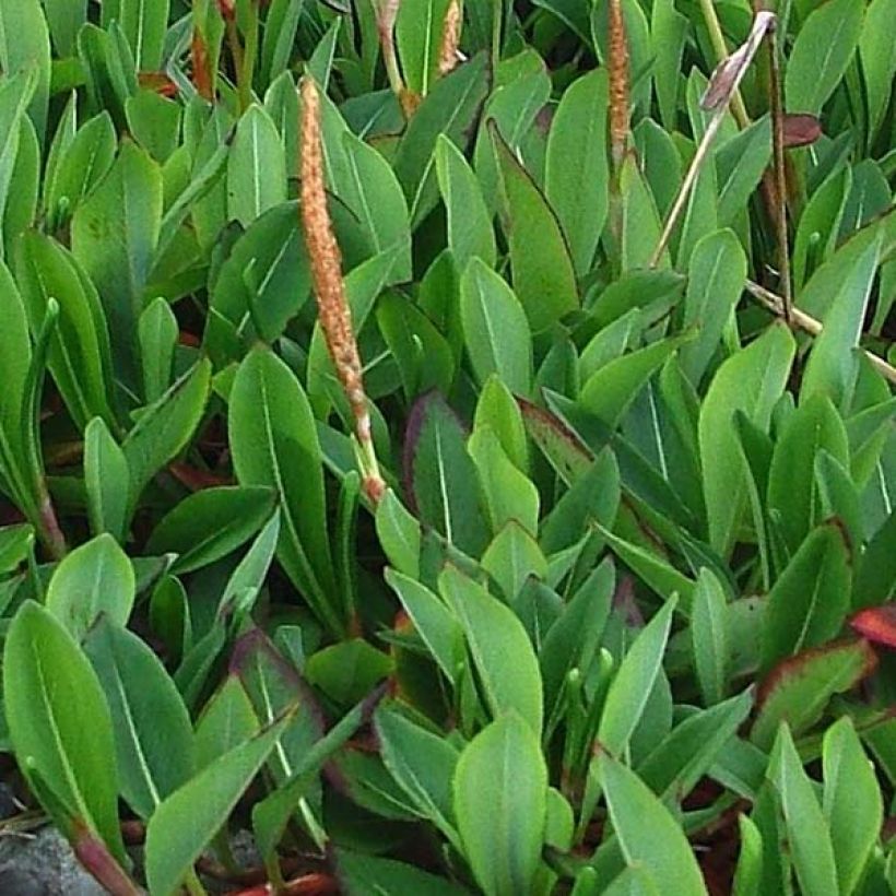 Persicaria affinis Darjeeling Red (Follaje)