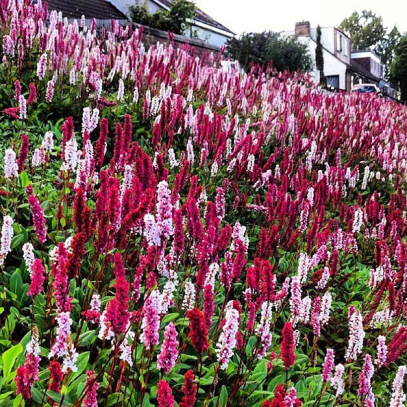 Persicaria affinis Darjeeling Red (Floración)