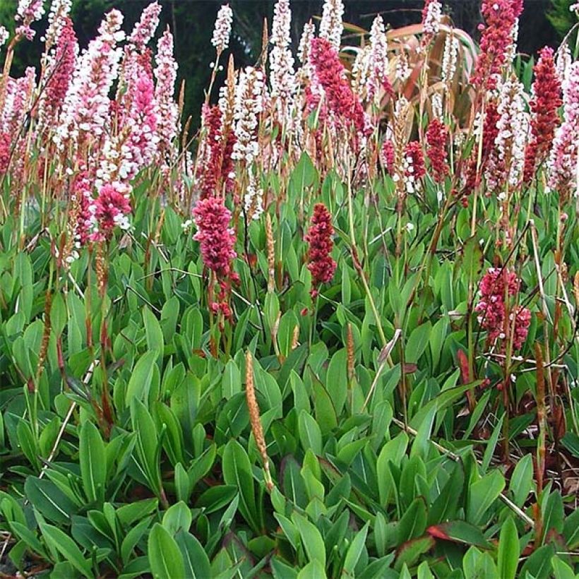 Persicaria affinis Darjeeling Red (Porte)