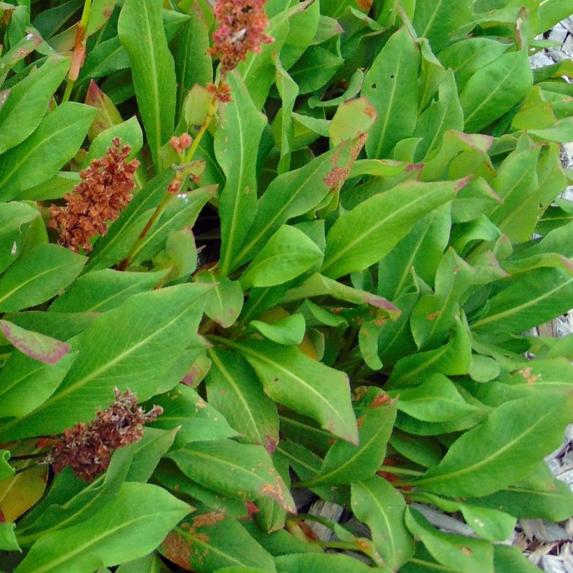 Persicaria affinis Kabouter (Follaje)