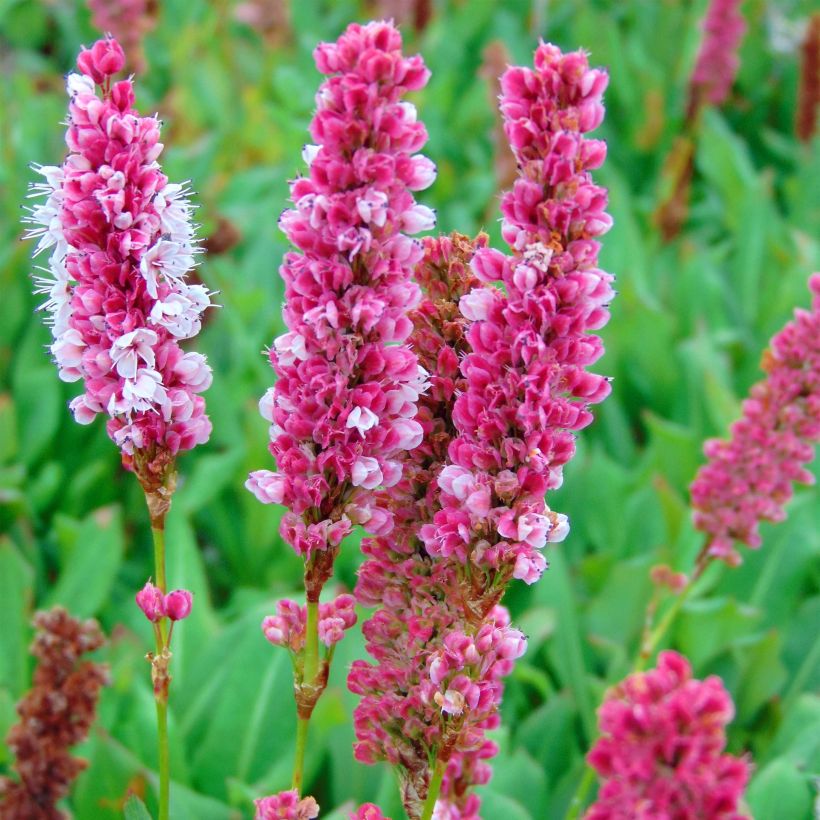 Persicaria affinis Kabouter (Floración)