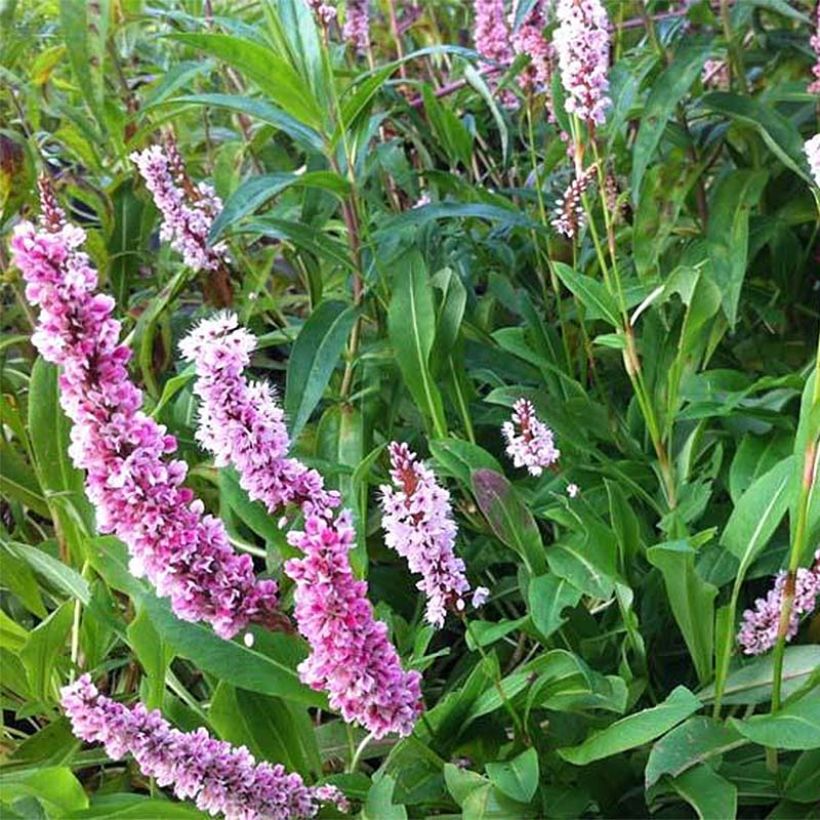 Persicaria affinis Superba (Floración)