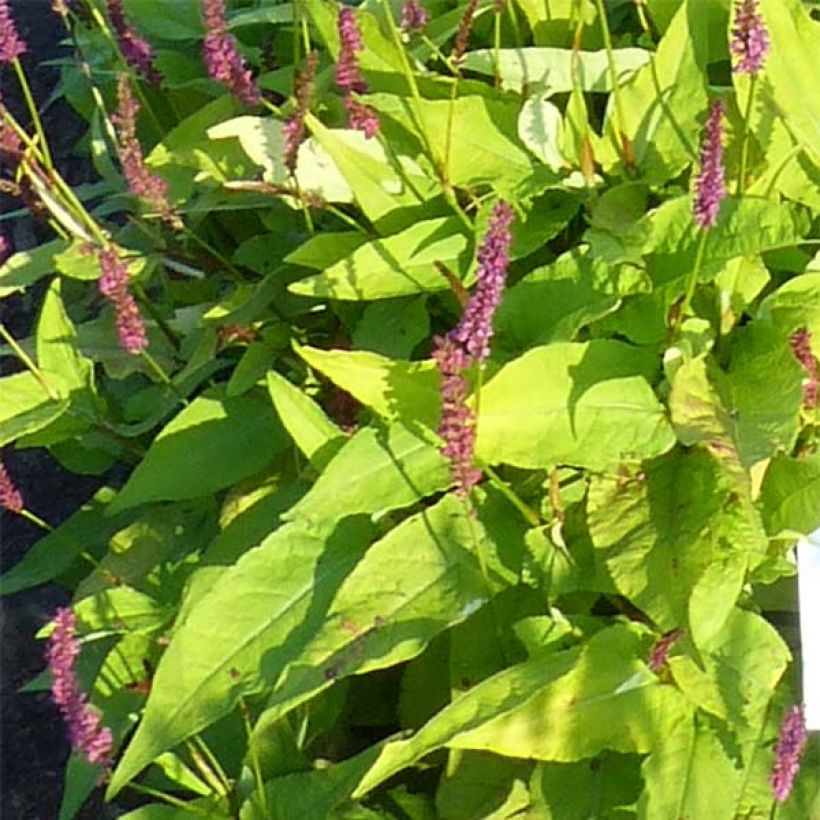 Persicaria amplexicaulis Golden Arrow (Follaje)