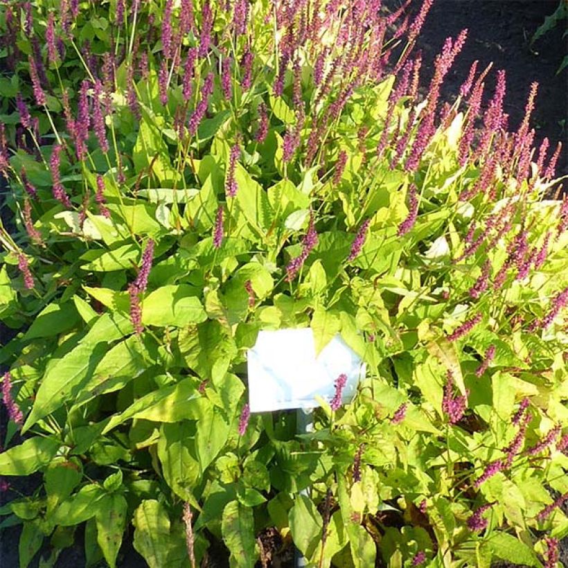 Persicaria amplexicaulis Golden Arrow (Floración)