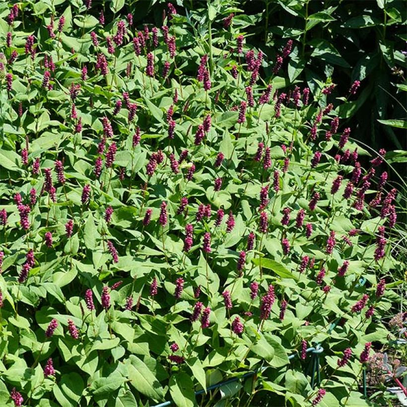 Persicaria amplexicaulis Inverleith (Floración)